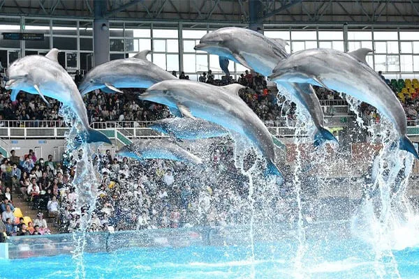 海豚表演示意素材，非Dolphin Base现场实拍核验
