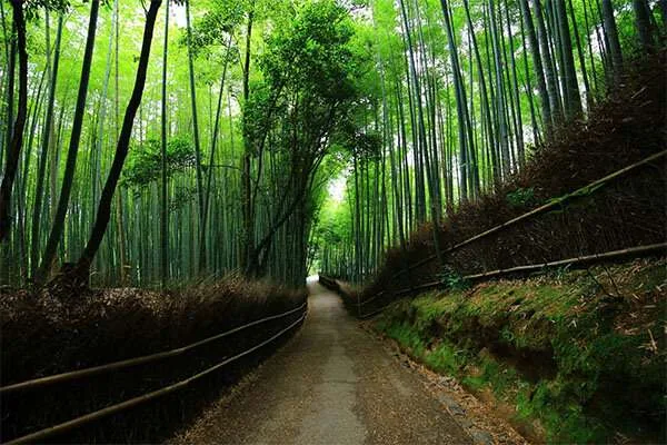 日本京都热门景点 - 嵯峨野竹林（Arashiyama Bamboo Grove）