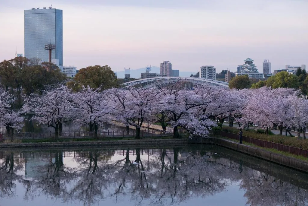 宽居大阪民宿 · 河畔樱花季景色