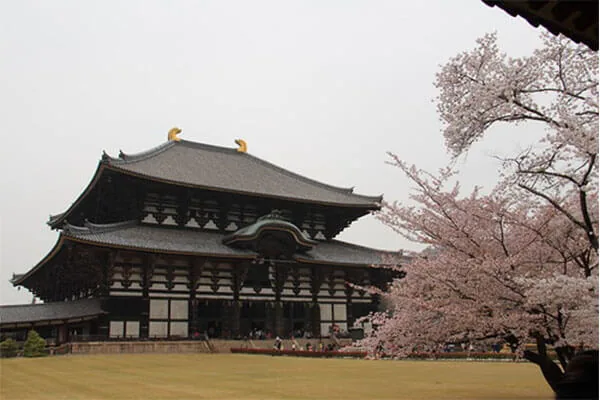 日本奈良热门景点 - 东大寺（Todai-ji Temple）