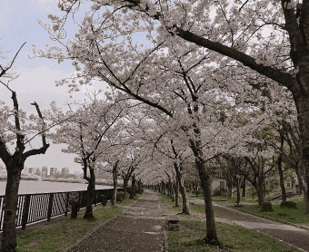大阪樱花季🌸住进日式町屋！6人家庭人均200+，步行3分钟到地铁！：文章配图 5