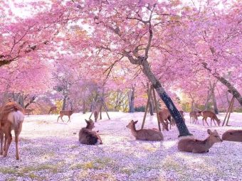 🦌 奈良的四季童话 | 从樱花漫舞到枫叶流丹，邂逅林间小鹿（附安全喂鹿指南） 🌸🍁：文章配图 1