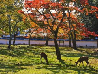🦌 奈良的四季童话 | 从樱花漫舞到枫叶流丹，邂逅林间小鹿（附安全喂鹿指南） 🌸🍁：文章配图 2