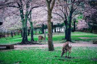 🦌 奈良的四季童话 | 从樱花漫舞到枫叶流丹，邂逅林间小鹿（附安全喂鹿指南） 🌸🍁：文章配图 4