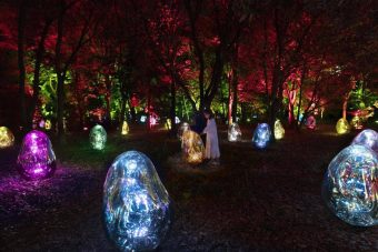 大阪夏夜限定！长居植物园的梦幻萤火虫之夜✨：文章配图 3